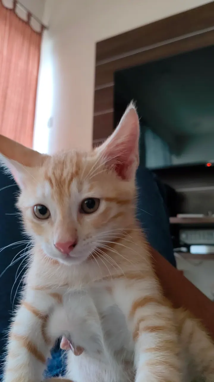 Ginger and white kitten with pink nose and pointed ears sitting on a lap indoors and looking at the camera. One of Nancy’s three kittens in Pune.