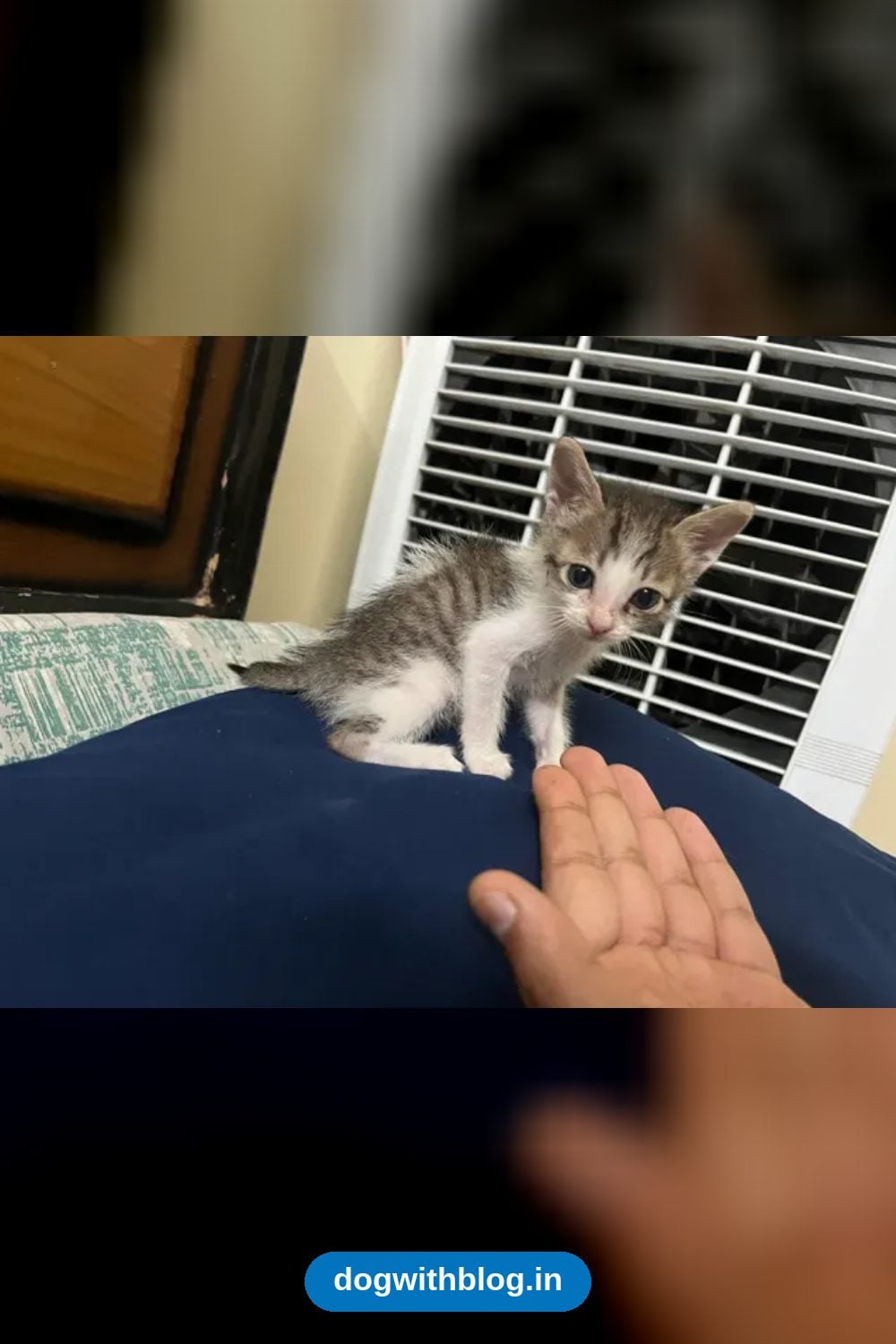 A 3 to 4-Week-Old Kitten Found Abandoned on Baner-Pashan Road Needs a Foster or Home — Pune