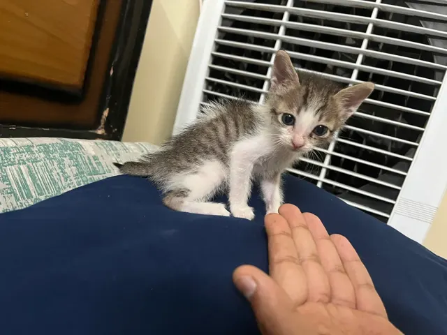 Tiny grey tabby and white kitten with blue eyes sitting on a navy cushion in front of a window grille, with an open hand in front of her. A young kitten needing a foster home in Pune.
