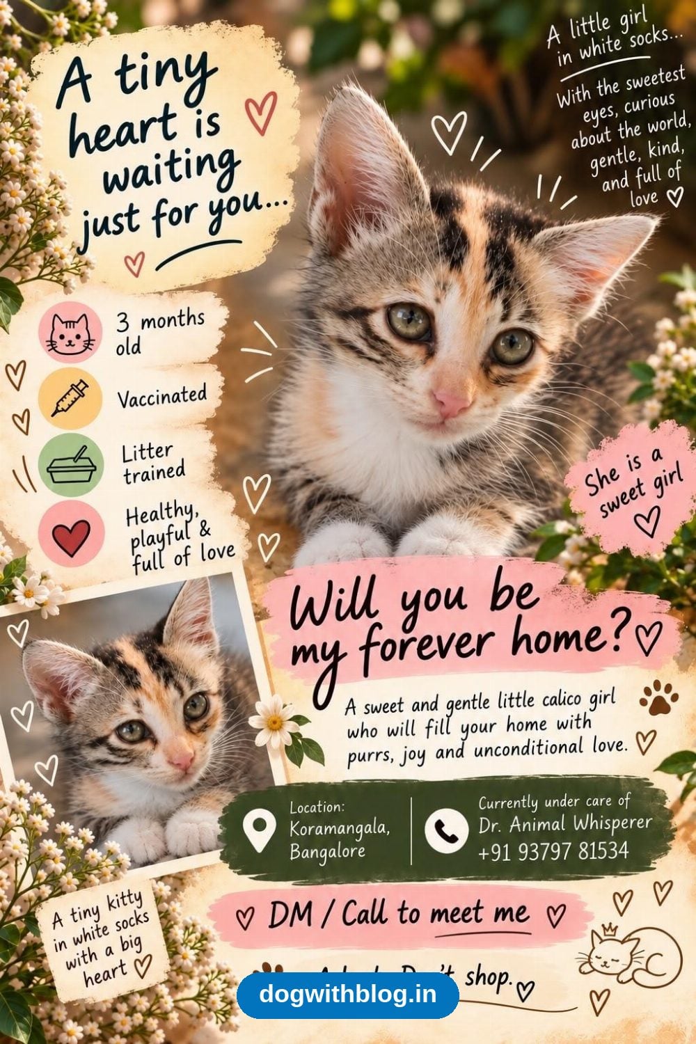 A Little Calico Girl in White Socks, Three Months Old, Needs a Forever Home — Bengaluru