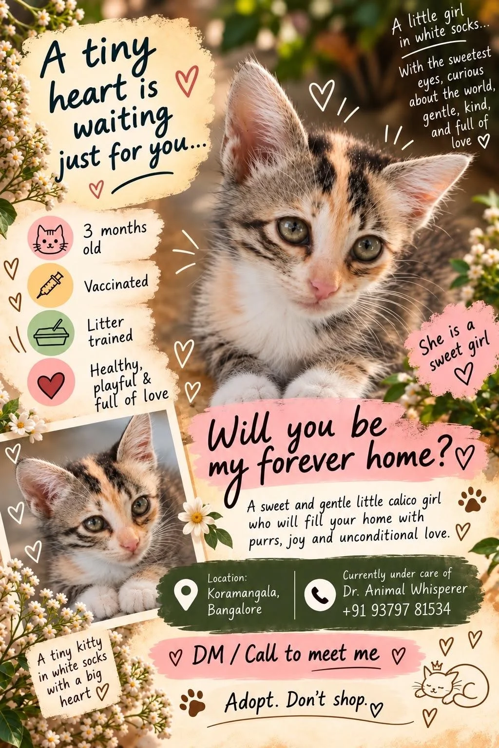A Little Calico Girl in White Socks, Three Months Old, Needs a Forever Home in Bengaluru