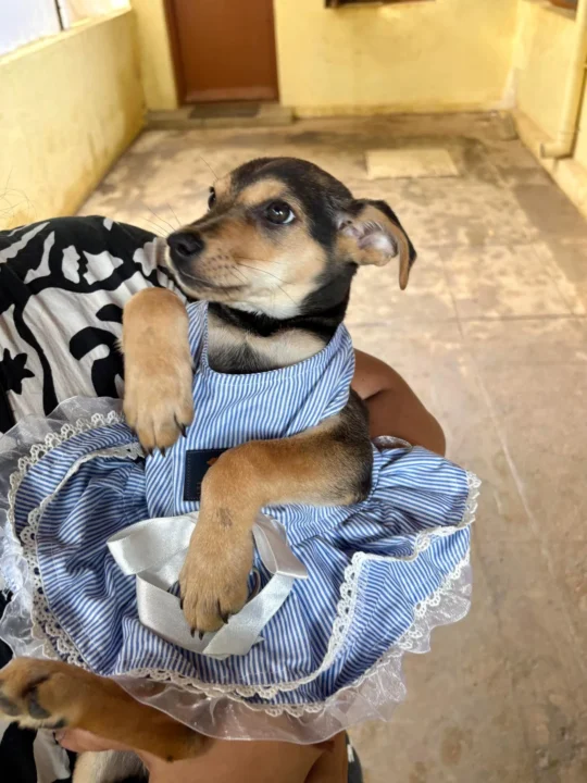 Mia, a 50-Day-Old Indie Girl Pup, Needs a Home, adoptable dog in Bengaluru