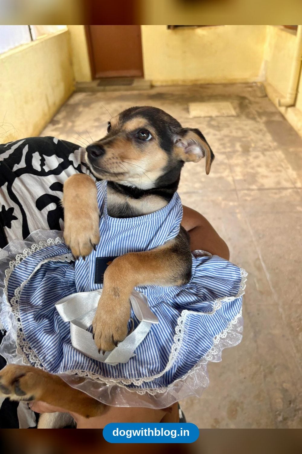 Mia, a 50-Day-Old Indie Girl Pup, Needs a Home in Bengaluru