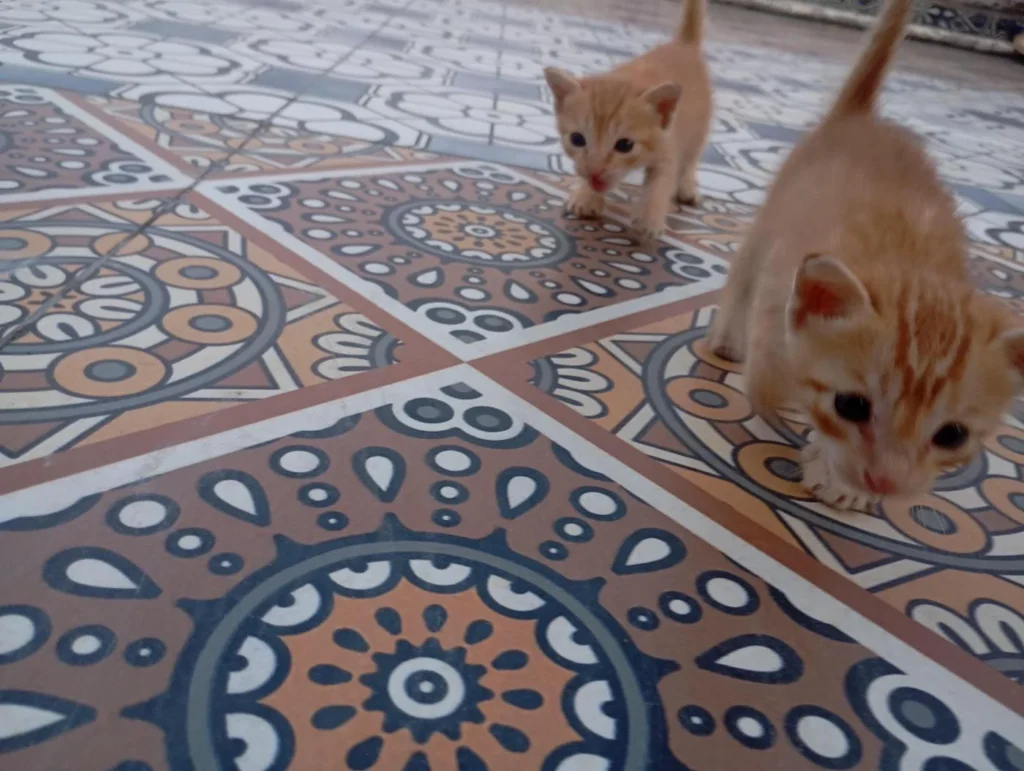 Two orange tabby kittens walking across a patterned tile floor in Murlinagar, Visakhapatnam
