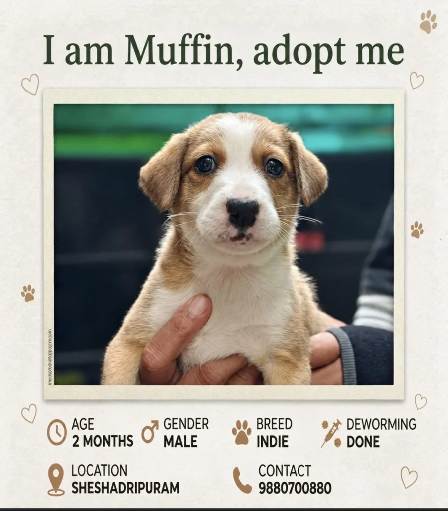 Adoption poster for Muffin, a 2-month-old male indie pup held in two hands, dewormed, in Sheshadripuram