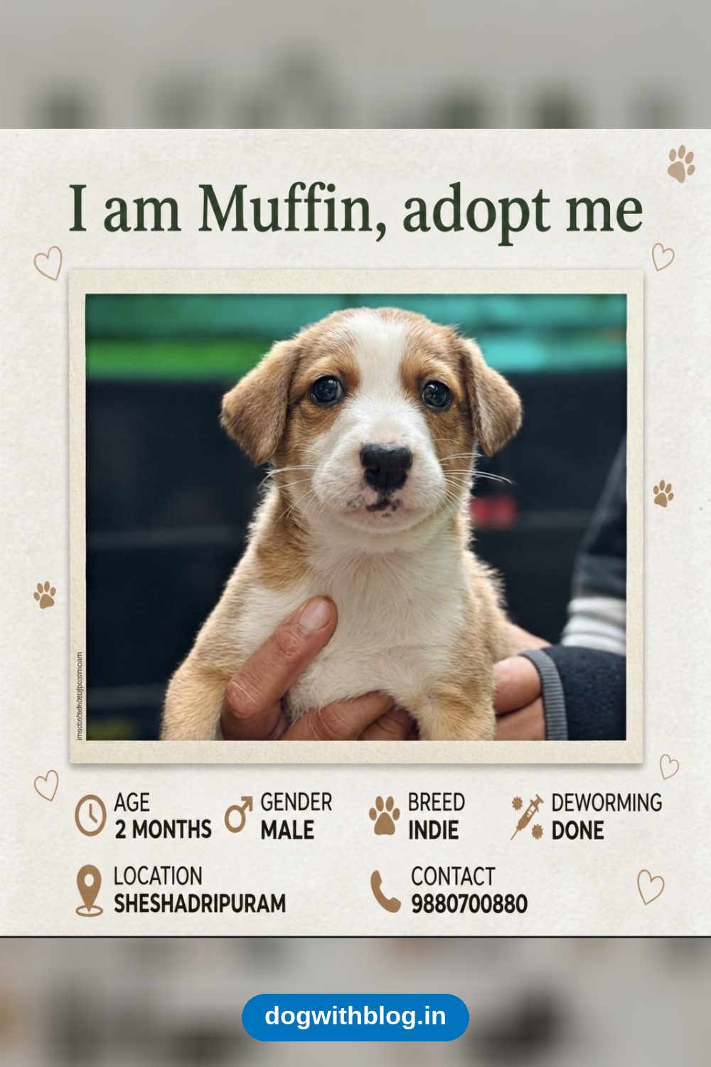Muffin, 2-Month-Old Male Indie Pup in Bengaluru
