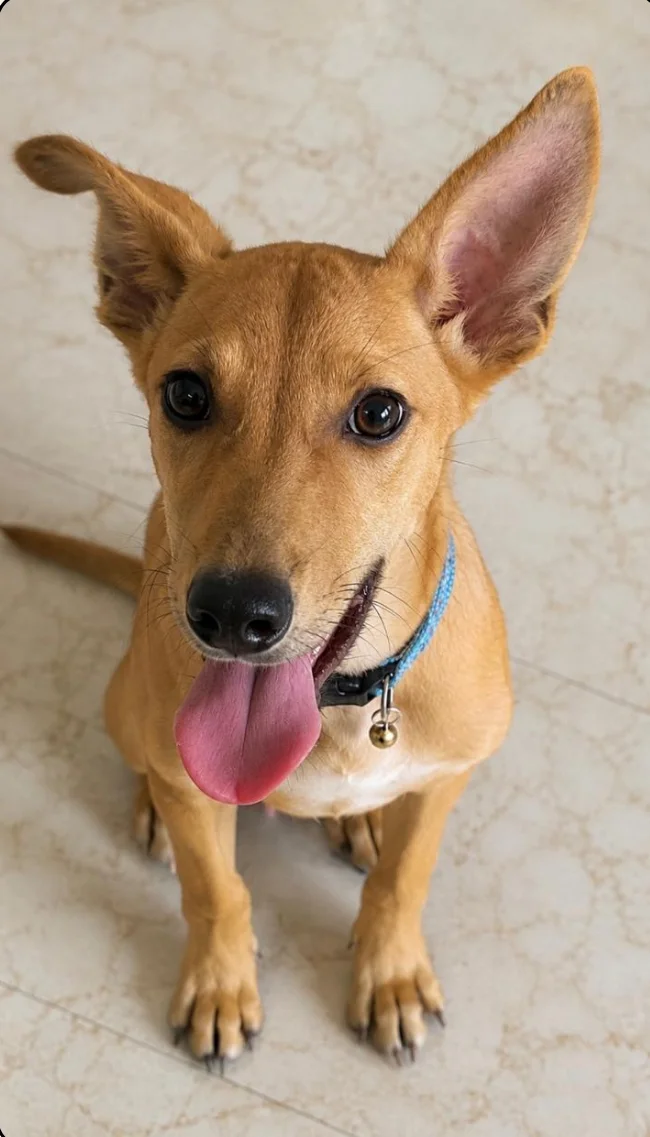 Rana, a 7-month-old male indie pup with big upright ears and a blue collar