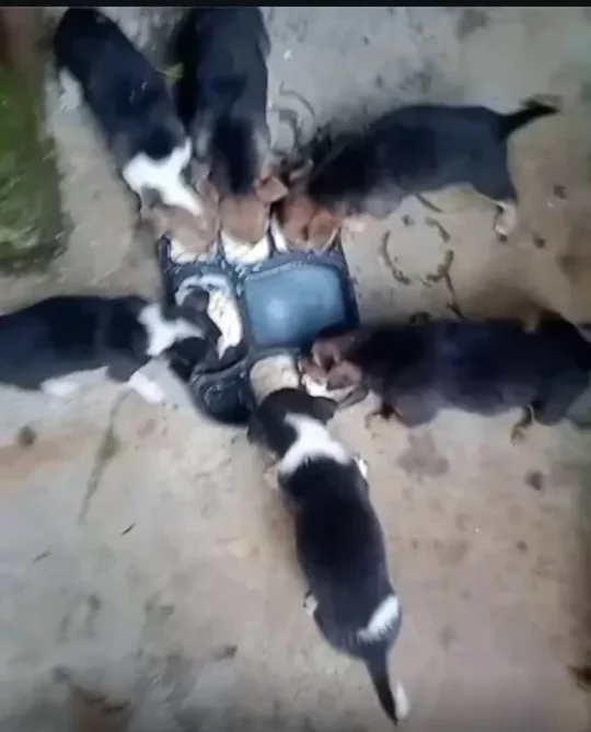 Seven-Week-Old Puppies Are Up for Adoption in Ranchi