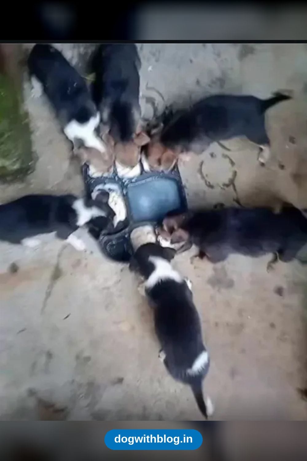 Seven-Week-Old Puppies Are Up for Adoption — Ranchi