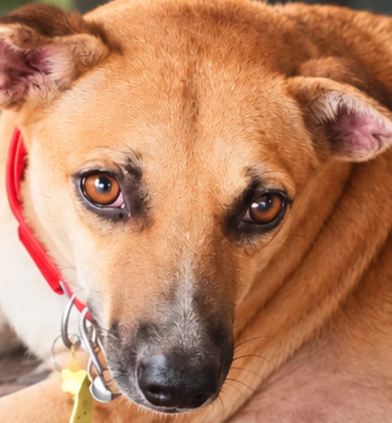 Rani, a five-year-old tan female community dog with a dark muzzle and amber eyes, lying down and looking at the camera, in Kharghar, Navi Mumbai