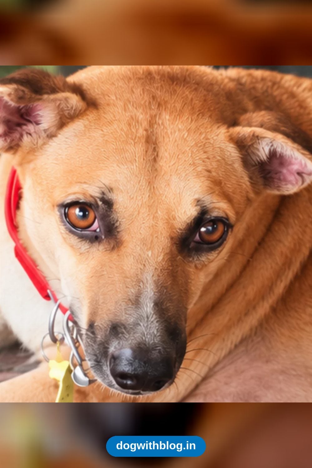 Rani, a Five-Year-Old Community Dog, Needs an Experienced Home in Navi Mumbai