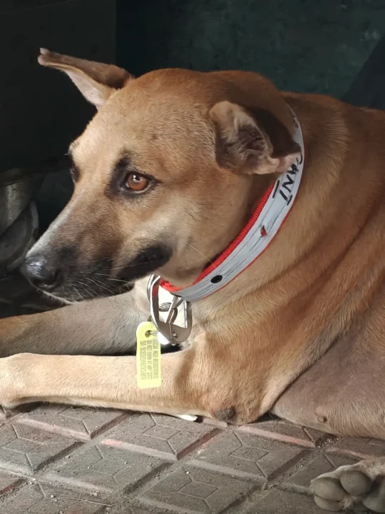 Rani, a Five-Year-Old Community Dog, Needs an Experienced Home, adoptable dog in Navi Mumbai