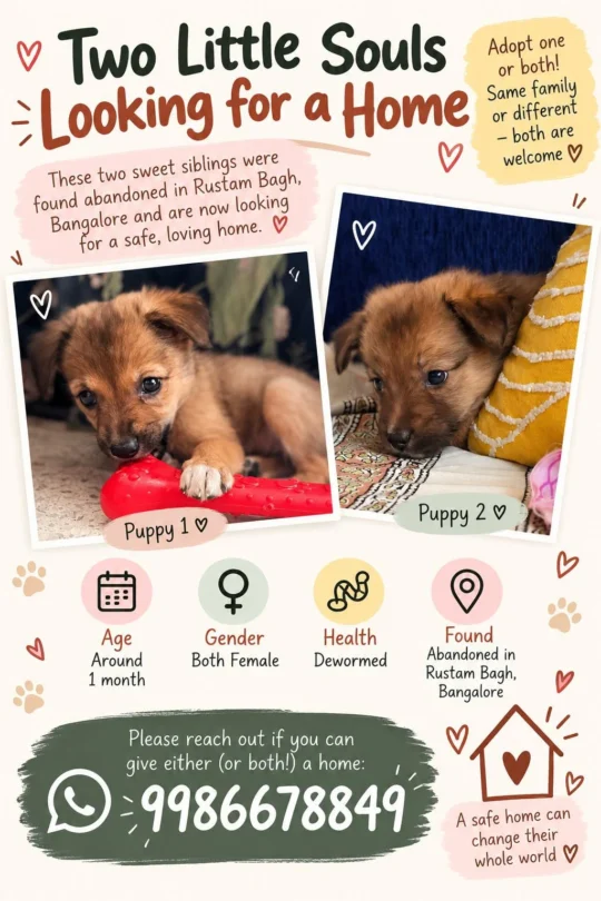 Two Indie Puppy Sisters Found Abandoned in Rustam Bagh, About a Month Old, adoptable dog in Bengaluru