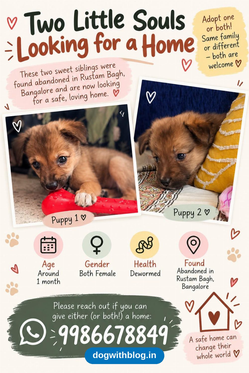 Two Indie Puppy Sisters Found Abandoned in Rustam Bagh, About a Month Old in Bengaluru