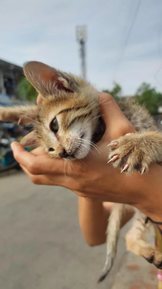 Kitten Urgently Needs a Home in Chhindwara