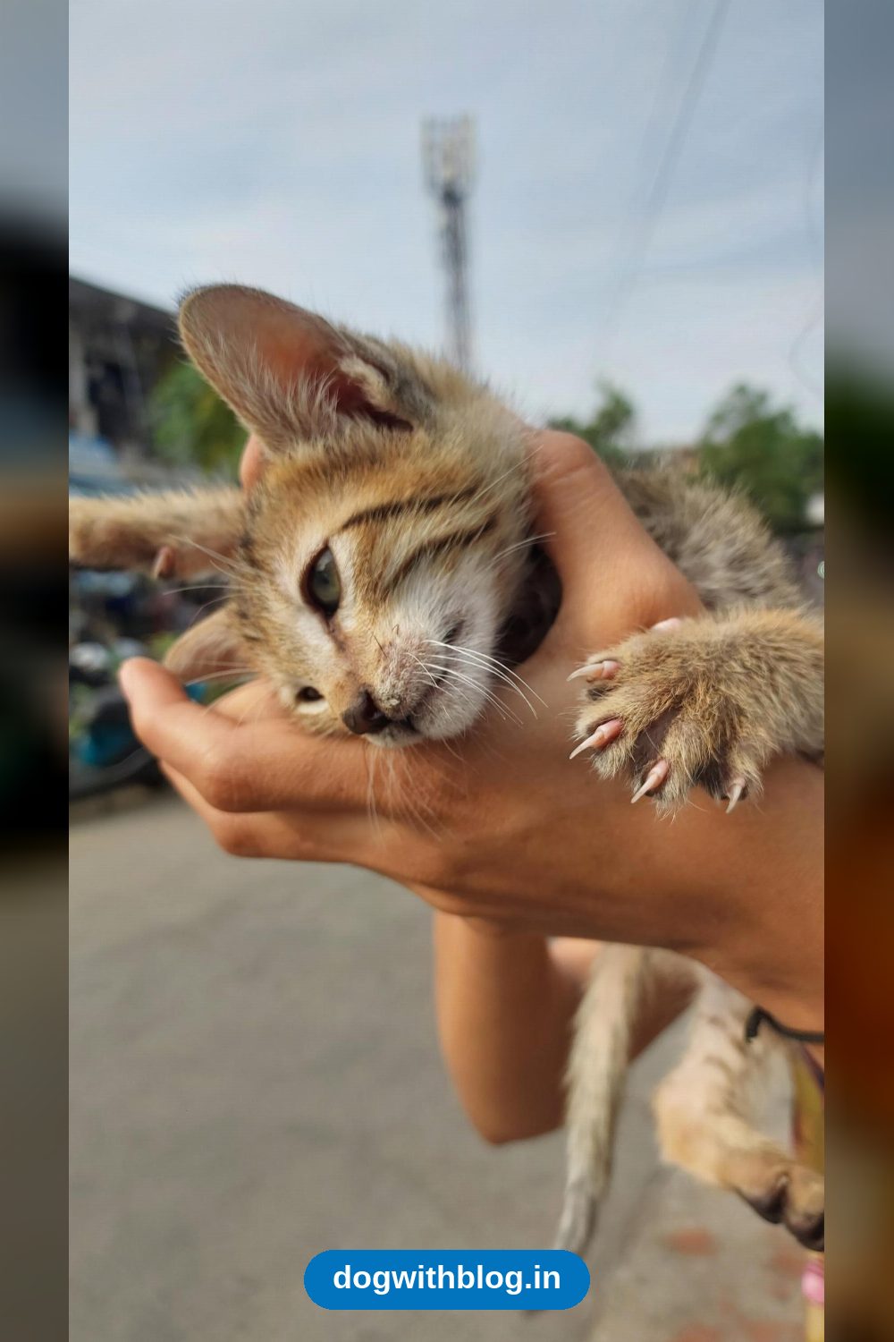 Kitten Urgently Needs a Home in Chhindwara