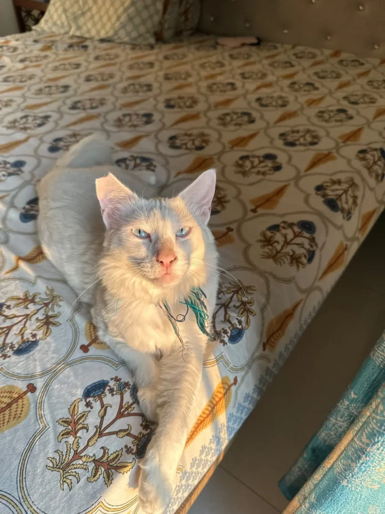 White blue-eyed cat Cotton resting on a patterned bed