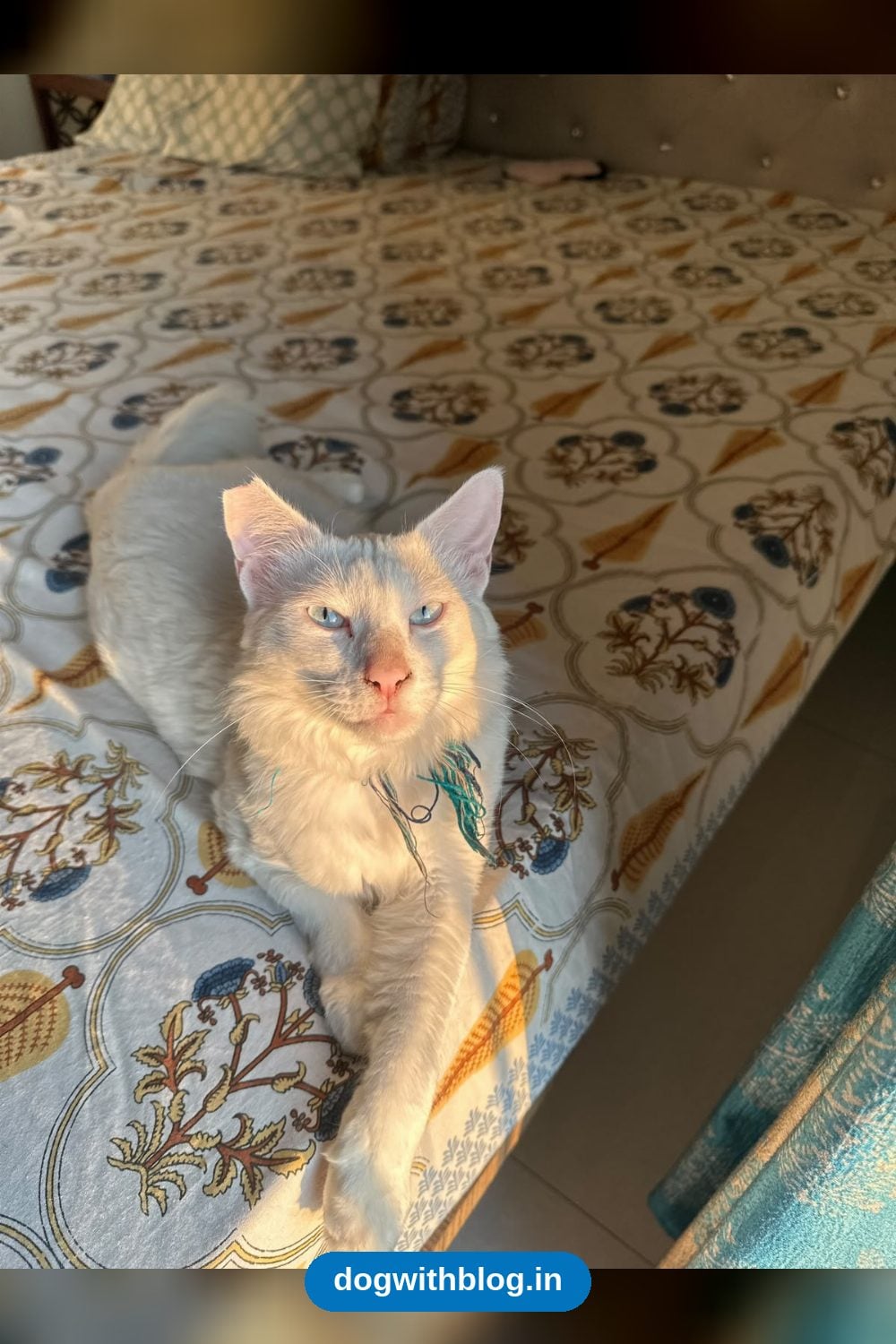 Cotton, a Blue-Eyed Turkish Angora-Persian Mix, Needs a Home — Mumbai