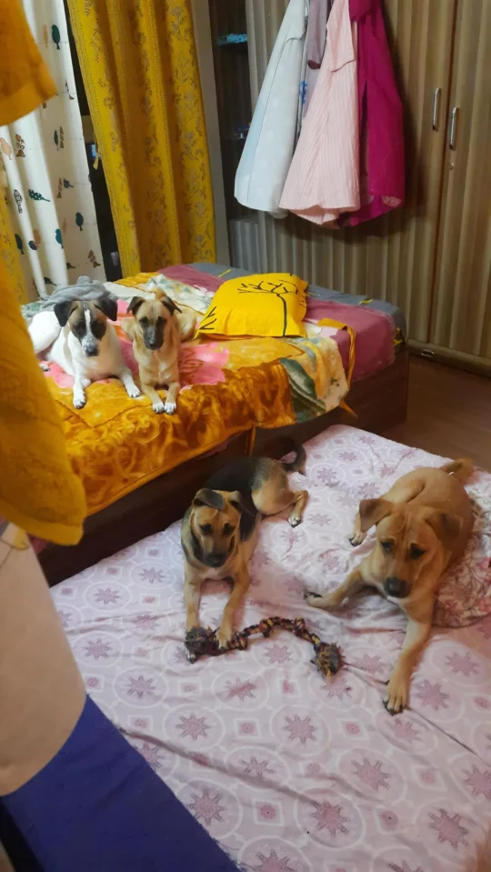 Four 8-9-Month-Old Indie Siblings, Blackie, Brownie, Rosie and Spots, Wait for Homes