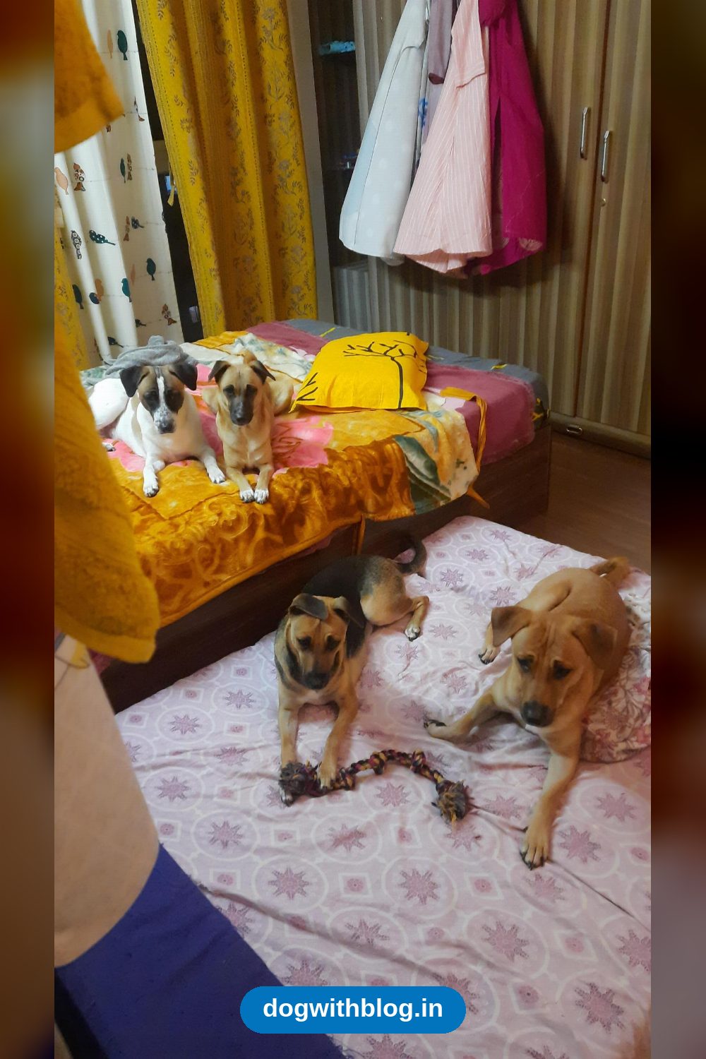 Four 8-9-Month-Old Indie Siblings, Blackie, Brownie, Rosie and Spots, Wait for Homes in Bengaluru