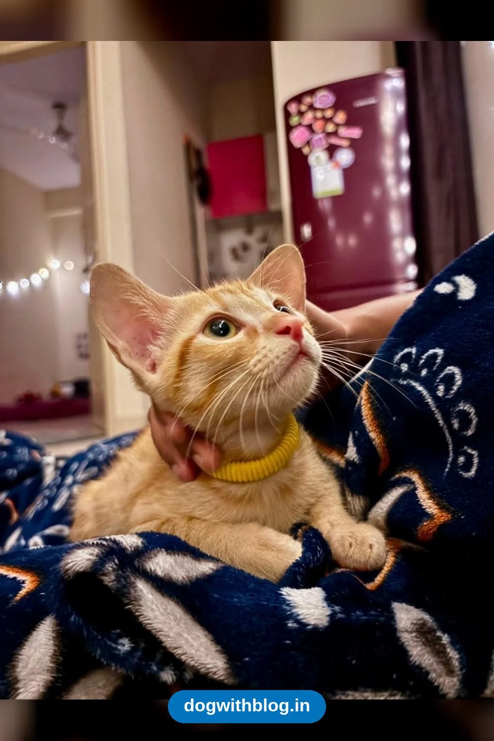 Ricky, a Five-Month-Old Vaccinated Kitten, Needs a Foster Home — Kochi — Thrissur