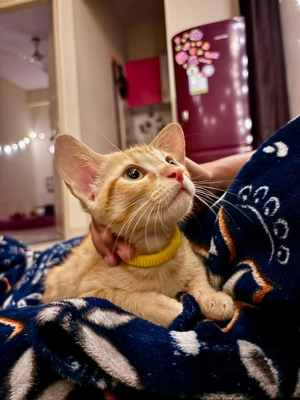A ginger kitten with pale green eyes and a yellow band around its neck, looking up while held on a navy blanket