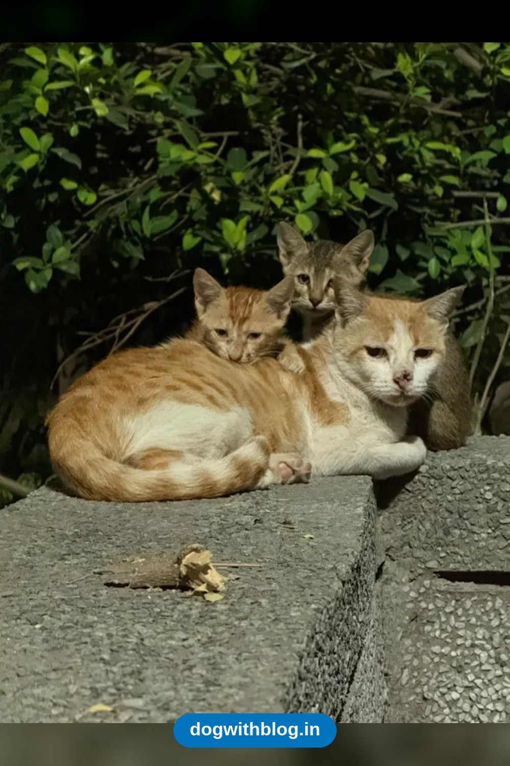 Two Indie Kittens, About 1.5 Months Old, Lost Their Mother and Need a Home — Delhi NCR