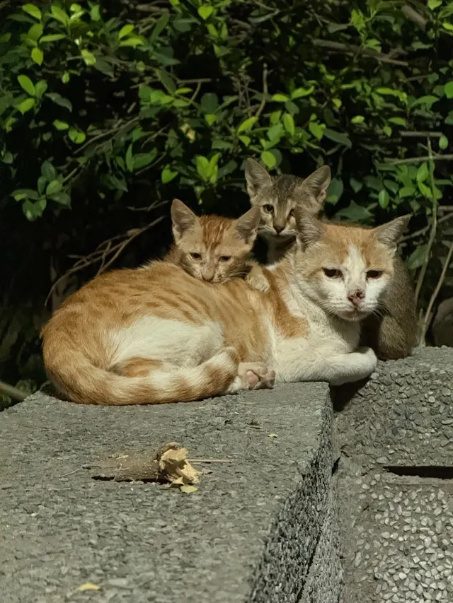 Adult ginger-and-white cat resting on a concrete ledge at night with two small kittens behind her, one ginger tabby and one grey tabby. Two Indie kittens needing homes in Rohini, Delhi.