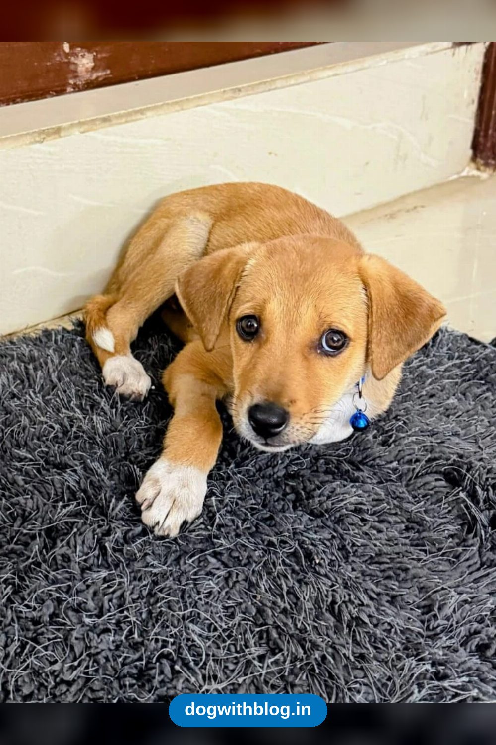 Ruhi, a Friendly Two-Month-Old Indie Puppy, Needs a Home in Bengaluru
