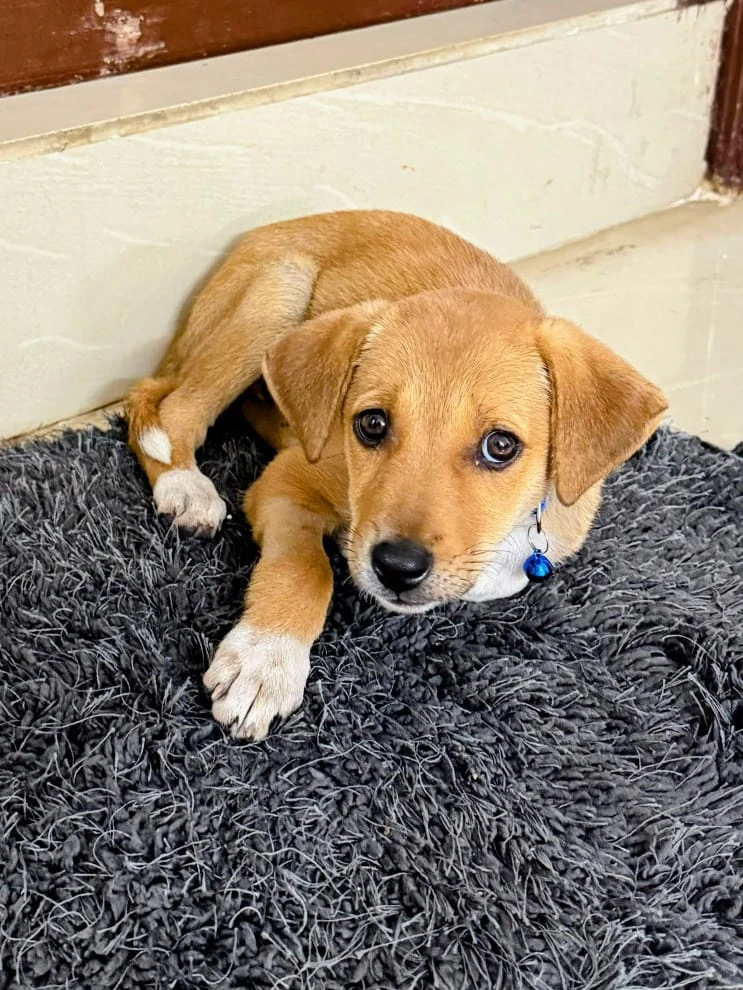Ruhi, a golden-tan indie puppy under two months old, lying on a grey fluffy mat with white paws and a small blue bell on her collar, in Mahadevapura, Bengaluru