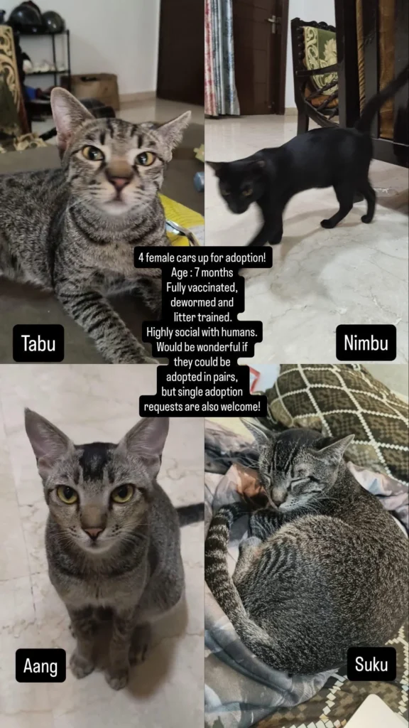 Adoption poster with four photos of female cats Tabu, Nimbu, Aang and Suku, 7 months old, vaccinated and dewormed