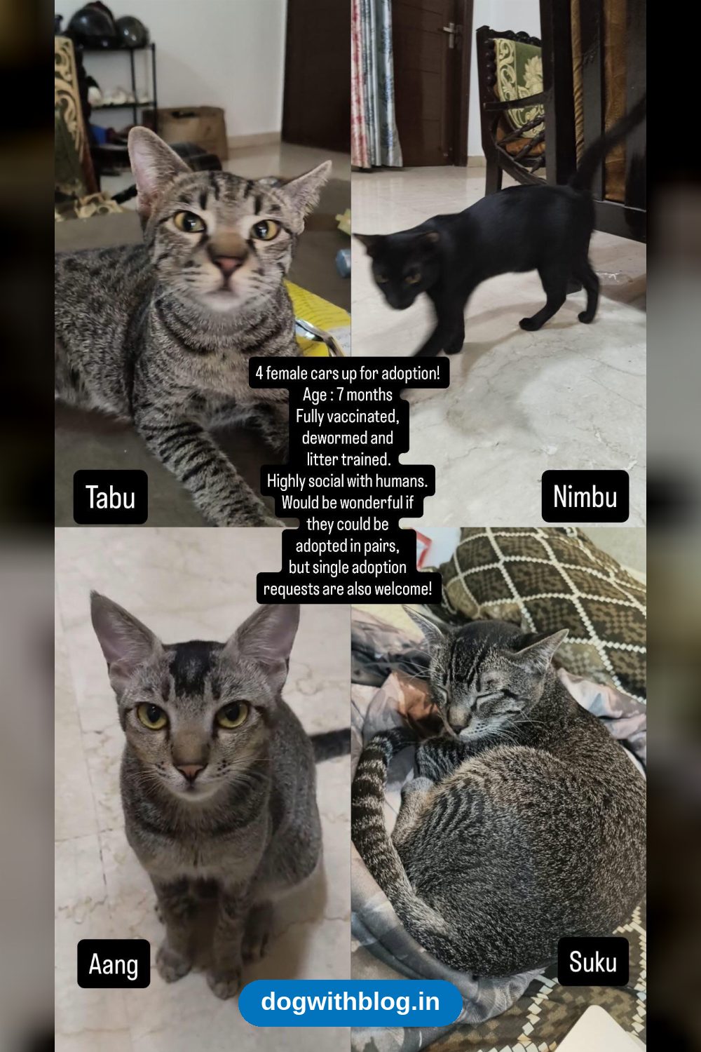 Tabu, Nimbu, Aang and Suku, Four 7-Month-Old Female Cats in Delhi NCR
