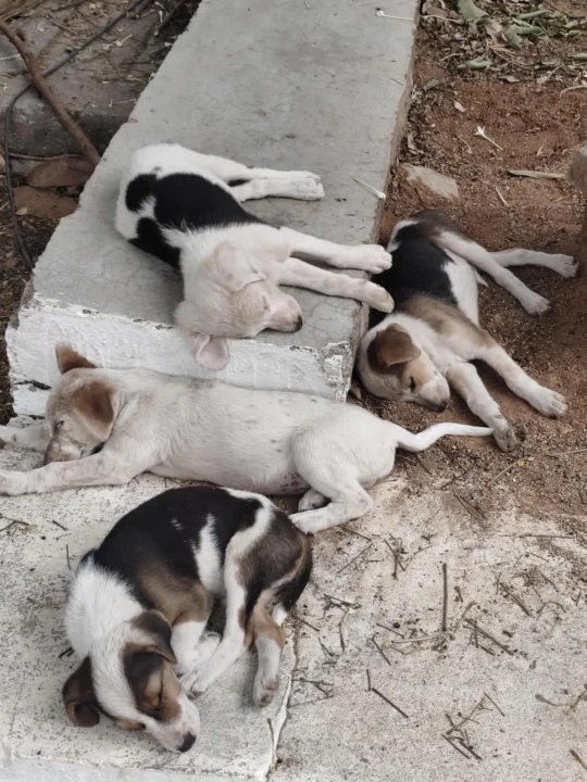 Six 2-Month-Old Puppies at CDFD Institute, Uppal, Need Homes, adoptable dog in Hyderabad