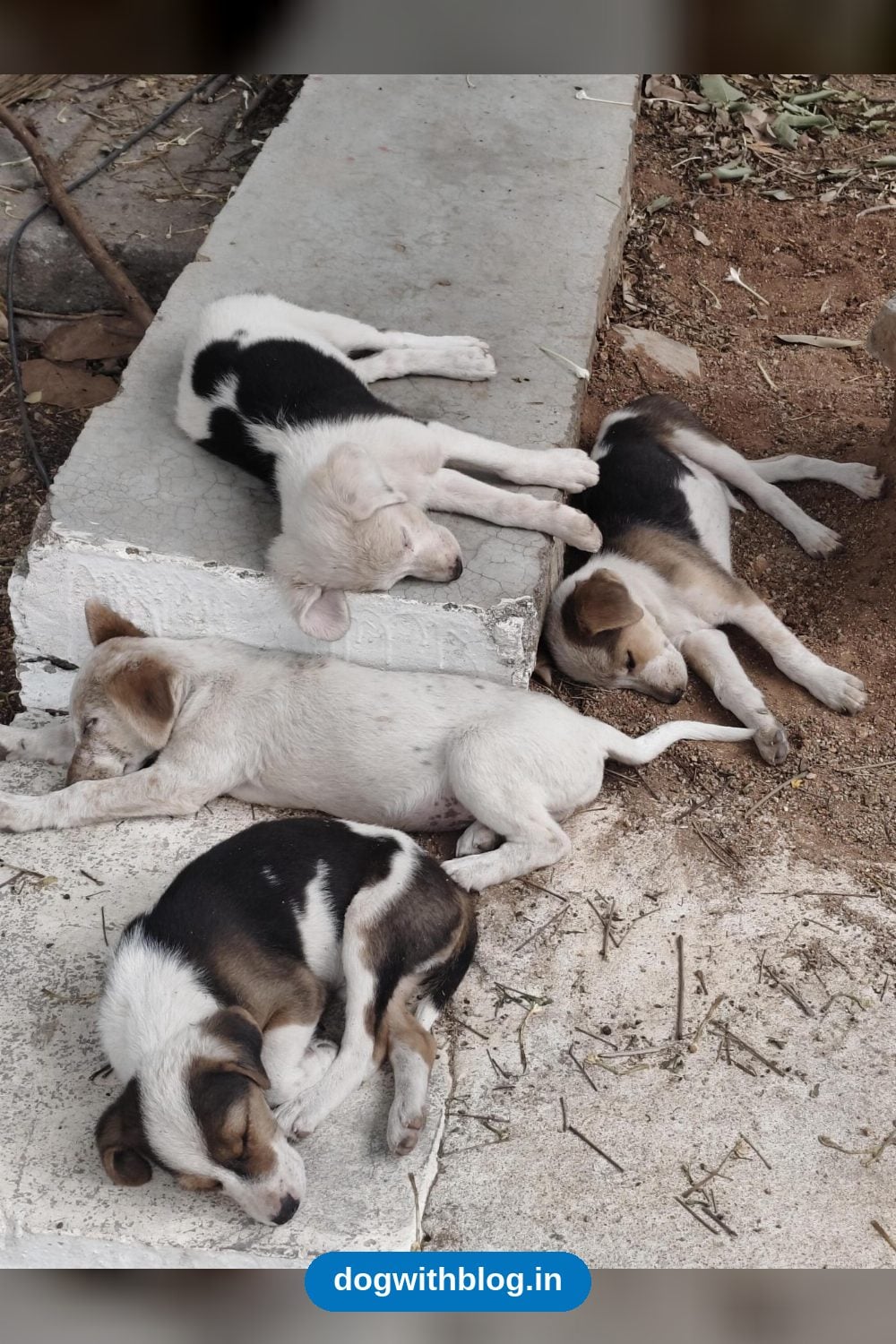 Six 2-Month-Old Puppies at CDFD Institute, Uppal, Need Homes in Hyderabad