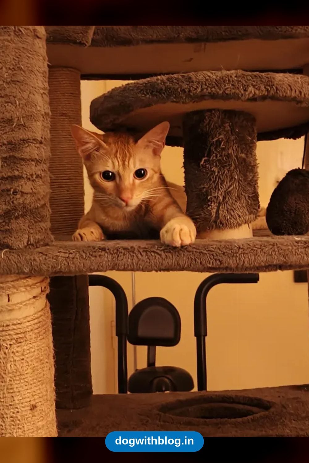 Sami, a Ginger 7-Month-Old Cat Rescued After a Glass Injury, Needs a Home — Bengaluru