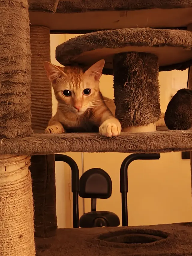 Ginger cat with big dark eyes peering through the gaps of a grey cat tree, one paw on the platform. Sami, a ginger male cat in Bengaluru.