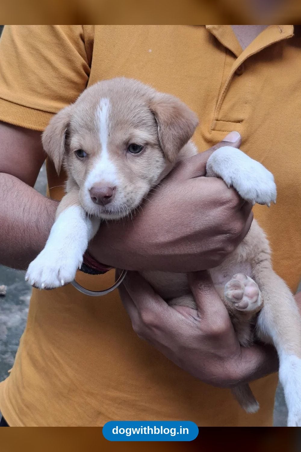 Sammy, a Tan and White Indie Puppy, Is Looking for a Home — Bengaluru