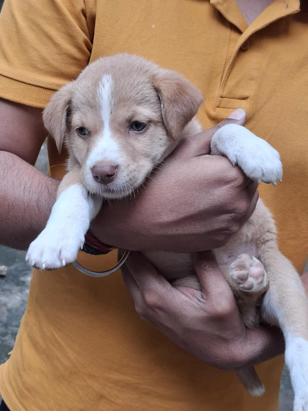 Tan and white puppy with floppy ears and a white blaze, held in two hands against a mustard-yellow shirt, with white front paws hanging down.