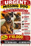 Lost Dog, Scooby in Delhi NCR