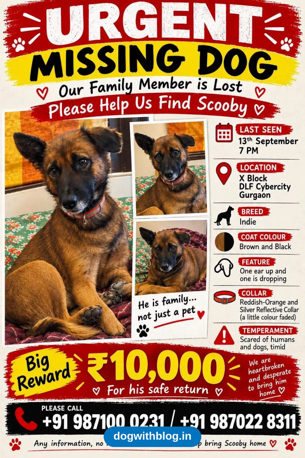 Lost Dog — Scooby — Delhi NCR