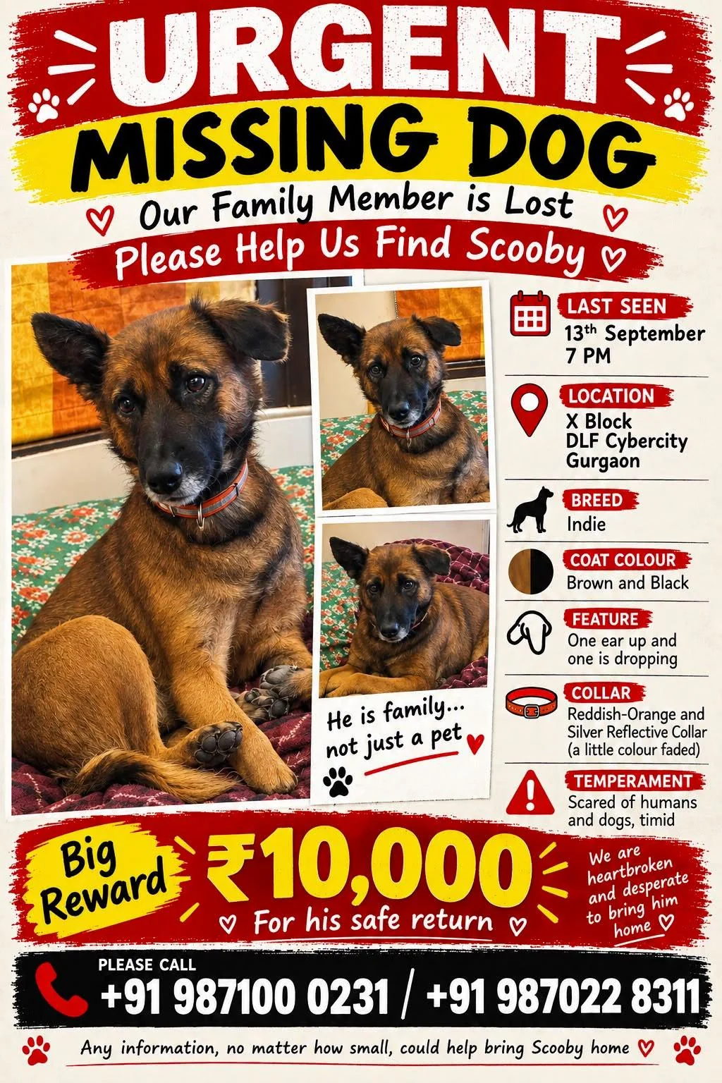 Missing poster for Scooby, a brown and black Indie dog with one ear up and one ear drooping, wearing a faded orange reflective collar, last seen in X Block, DLF Cyber City, Gurgaon