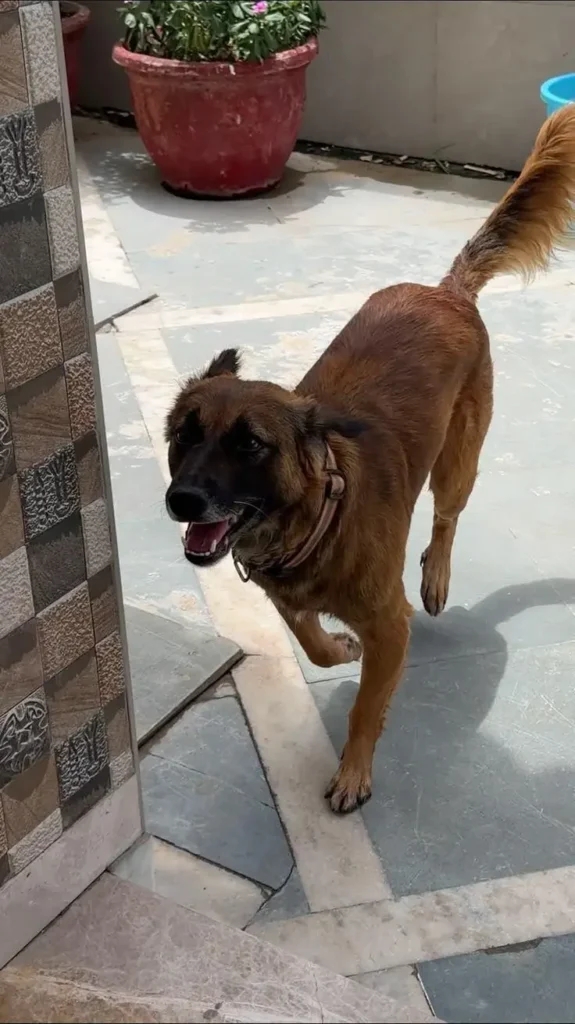 Scooby, a brown and black Indie dog with one ear up and one ear drooping, walking happily on a terrace at home after being reunited with his family in Gurgaon