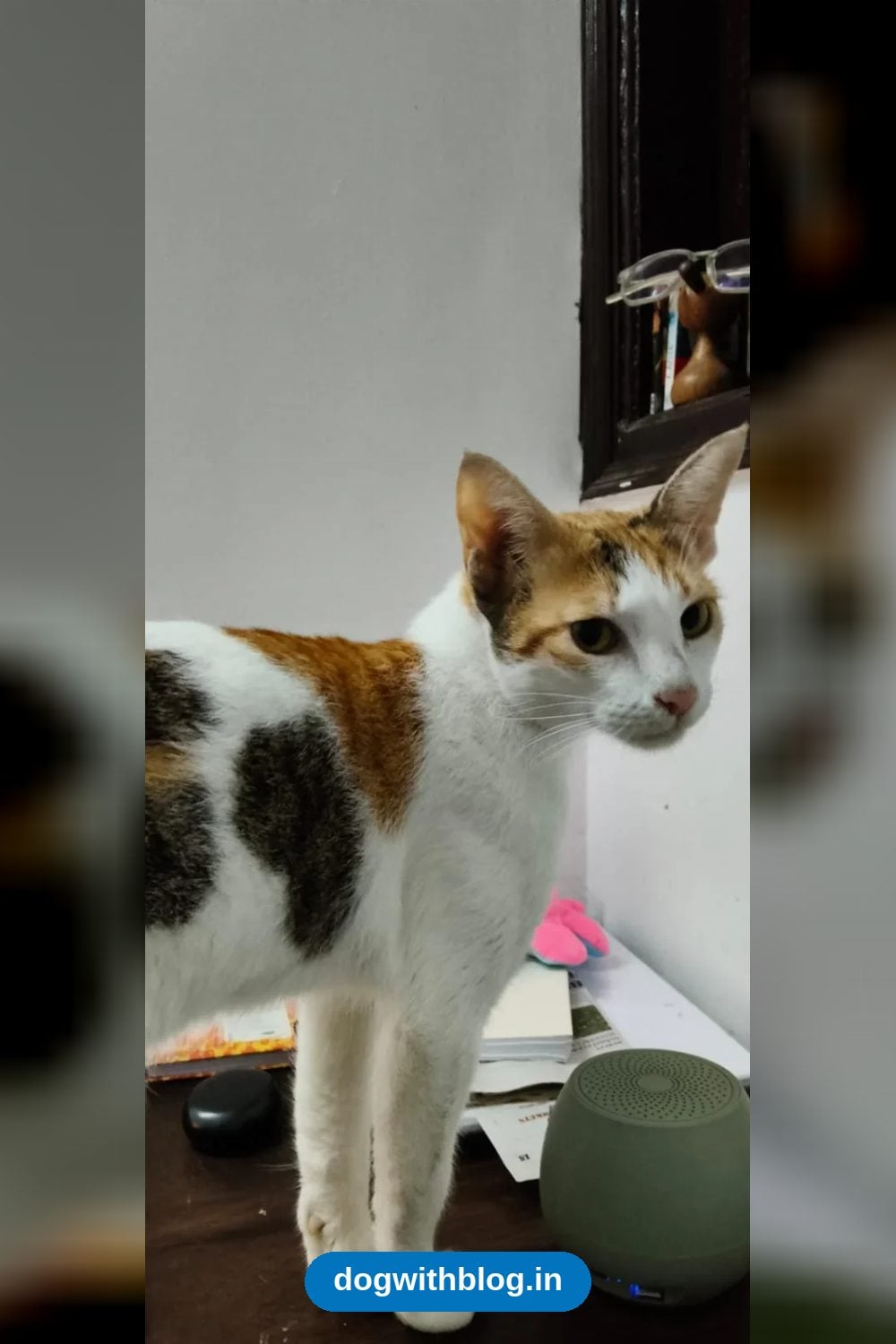 Shammu, a Tiny Spayed Calico Cat, Vaccinated and Litter Trained, Needs a Home — Delhi NCR