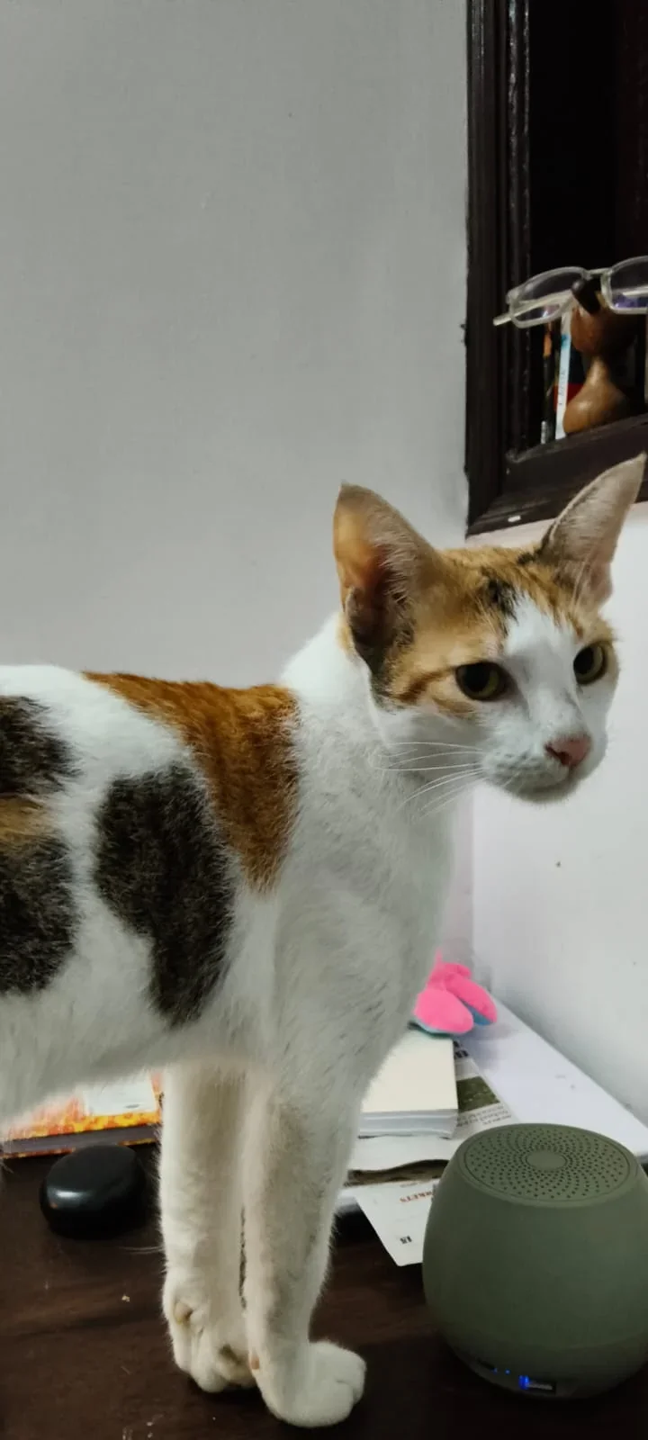 Calico cat with white, ginger and grey patches standing on a wooden table and looking to the side, with a green speaker and a pair of glasses behind her. Shammu, a calico in Delhi.