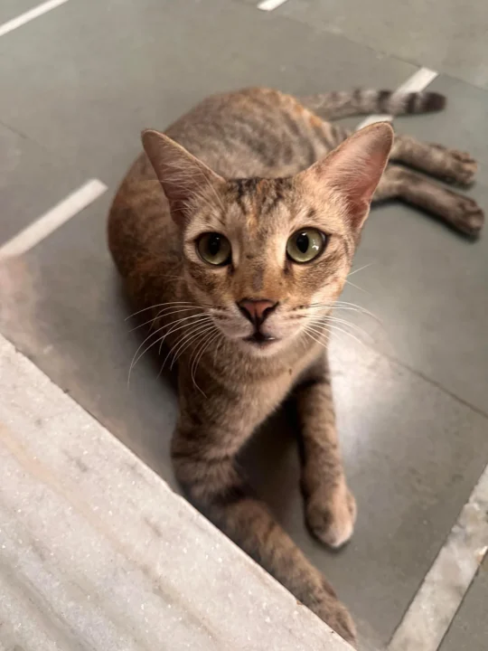Chanchu, a Neutered Cat Who Needs a Safe Home, adoptable cat in Vadodara