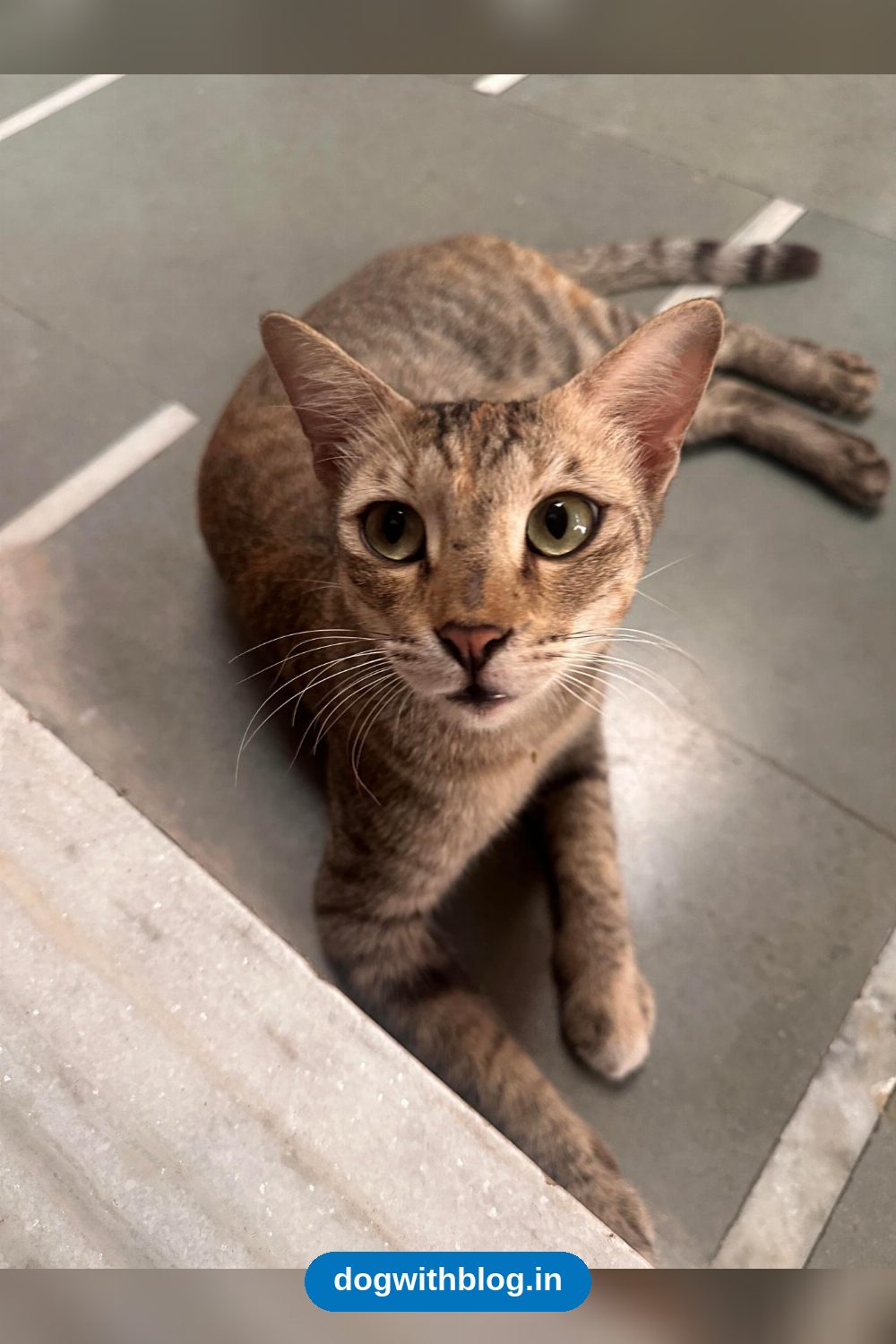 Chanchu, a Neutered Cat Who Needs a Safe Home — Vadodara