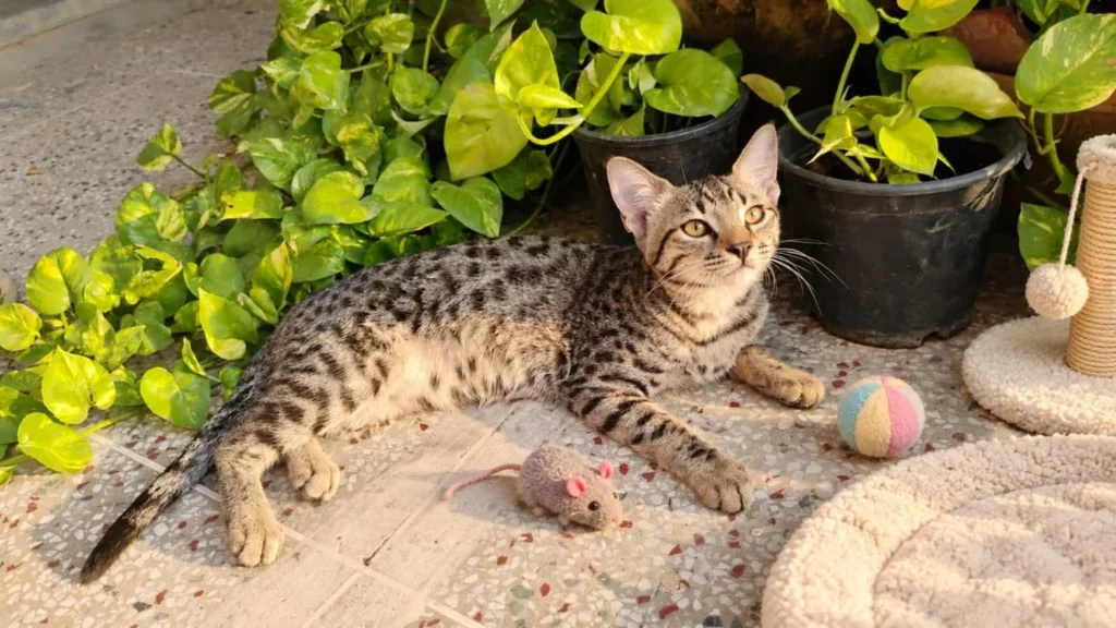 Brown spotted tabby kitten lying on a tiled floor among green plants, with a toy mouse and a striped ball beside her. Mishti, adoptable in Delhi NCR.