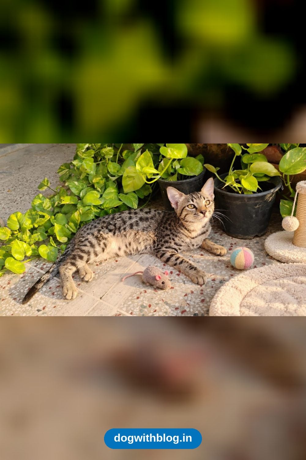 Mishti, a Lonely 3.5-Month-Old Kitten, Has Waited Two Months for a Home — Delhi NCR