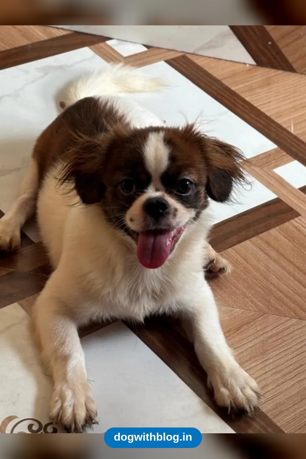 Smily, a 5-Month-Old Pekingese-Shih Tzu Mix, Needs a Home in Delhi NCR