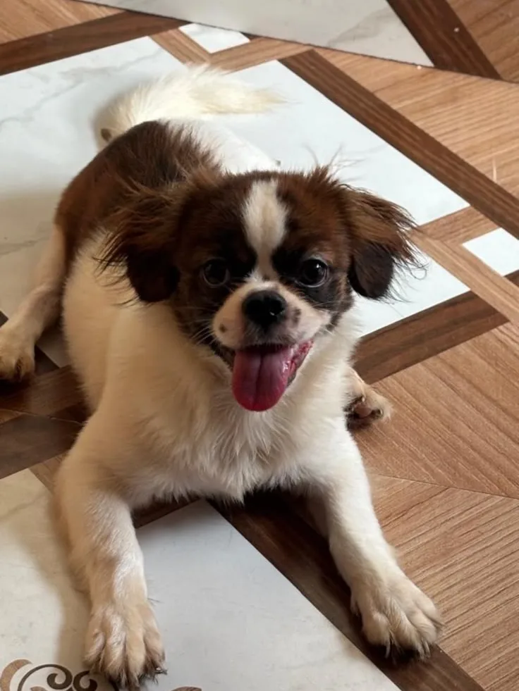 Smily, a brown and white Pekingese-Shih Tzu mix puppy, lying on a tiled floor with her tongue out